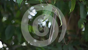 Wrightia pubescens (Mentaok, Mentaos, Bintaos) plant.