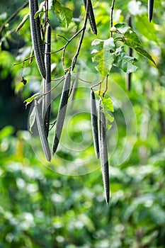 Wrightia pubescens (Mentaok, Mentaos, Bintaos) plant.