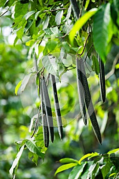 Wrightia pubescens (Mentaok, Mentaos, Bintaos) plant.