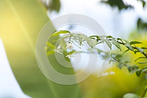 Wrightia religiosa Benth.