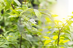 Wrightia religiosa Benth.