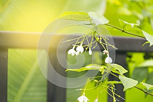 Wrightia religiosa Benth.