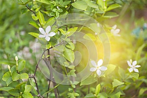 Wrightia religiosa Benth.