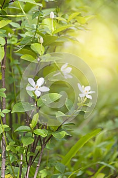 Wrightia religiosa Benth.