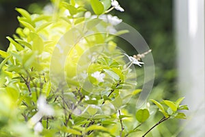 Wrightia religiosa Benth.