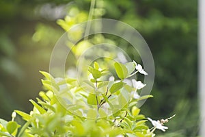 Wrightia religiosa Benth.