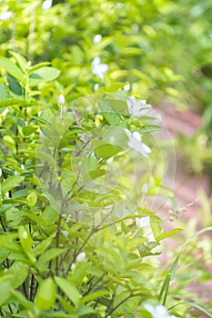 Wrightia religiosa Benth.