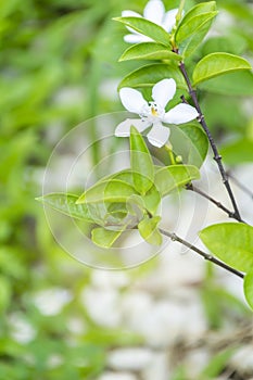 Wrightia religiosa Benth.