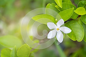 Wrightia religiosa Benth.