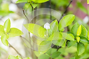 Wrightia religiosa Benth.