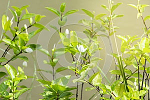 Wrightia religiosa Benth.