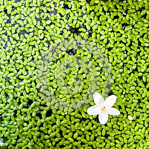 Wrightia religiosa Benth on duckweed closeup