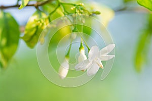 Wrightia religiosa benth flower
