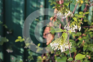 Wrightia Religiosa Benth Flower In Garden