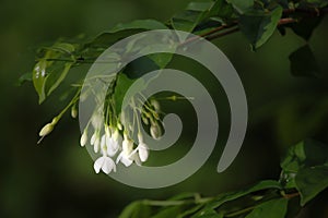 Wrightia Religiosa Benth flowers