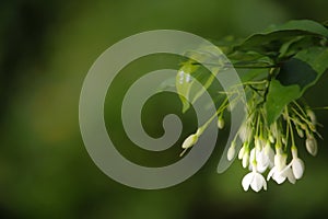 Wrightia Religiosa Benth flowers