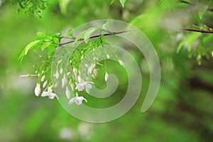 Wrightia religiosa Benth, white flowers are fragrant.