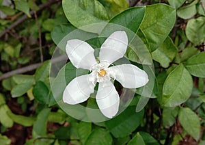 Wrightia religiosa is a flower with a bouquet of flowers with 3-5 petals, small leaves, small leaves, thin leaves.