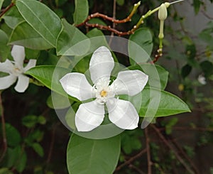 Wrightia religiosa is a flower with a bouquet of flowers with 3-5 petals, small leaves, small leaves, thin leaves.