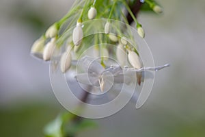 Wrightia religiosa flower on the tree