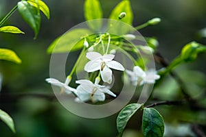 Wrightia religiosa flowers ,Macro shot of white flowers are frag