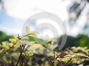 Wrightia religiosa garden is growing