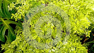 Wrightia religiosa leaves are fresh green