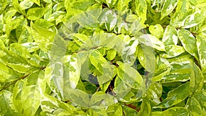 Wrightia religiosa leaves are fresh green