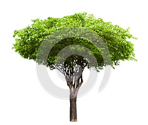 Wrightia religiosa tree isolated
