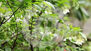 Wrightia religiosa white flowers