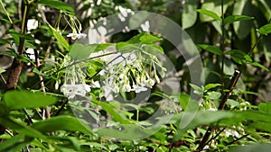 Wrightia religiosa white flowers