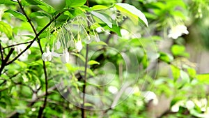 Wrightia religiosa white flowers