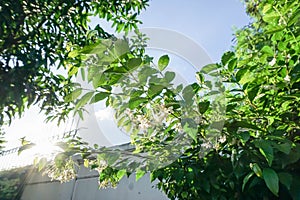 Wrightia religiosa white tree in the garden