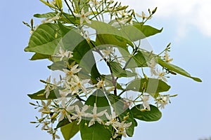 Wrightia tinctoria R. Br. Pala indigo Flowering twig