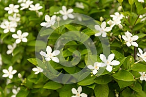 Wrightia white flower. Tropical petal background.