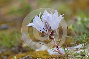 Wrightman Alpines Nursery Edraianthus jugoslavicus rare wild flower
