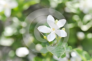 Wrigthia antidysenterica or Angiosperms