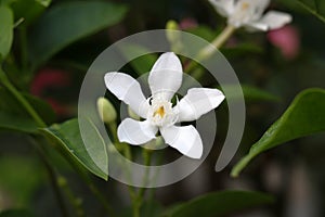 Wrigthia antidysenterica