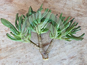Wrinkle crassula ovata gollum succulent plant stem