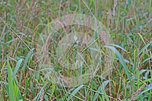 Wrinkle duck-beak, major grasses weed in rice field