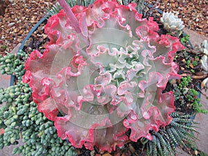 Wrinkle Leaf Cabbage Cactus