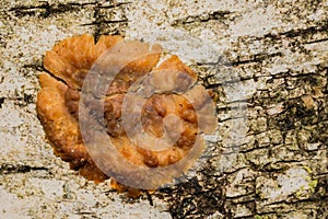 Wrinkled Crust Fungi - Phlebia radiata