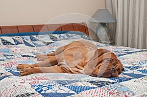 Wrinkled Dogue De Bordeaux lying on the bed