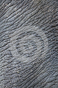 Wrinkled elephant skin