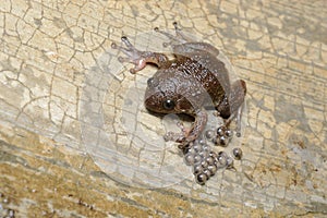 Wrinkled frog guarding the eggs, Nyctibatrachus petraeus