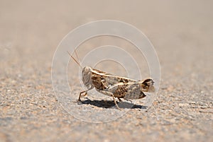 Wrinkled Grasshopper photo