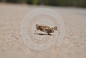 Wrinkled Grasshopper photo