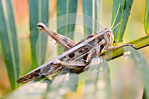 Wrinkled grasshopper