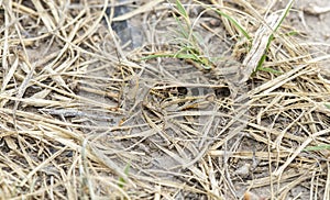 Wrinkled Grasshopper Hippiscus ocelote Perched on the Ground in Dried Vegetation in Eastern Colorado photo