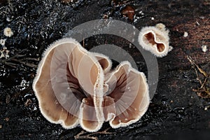wrinkled hairy cups of an Ascomycete growing out of a black stroma,